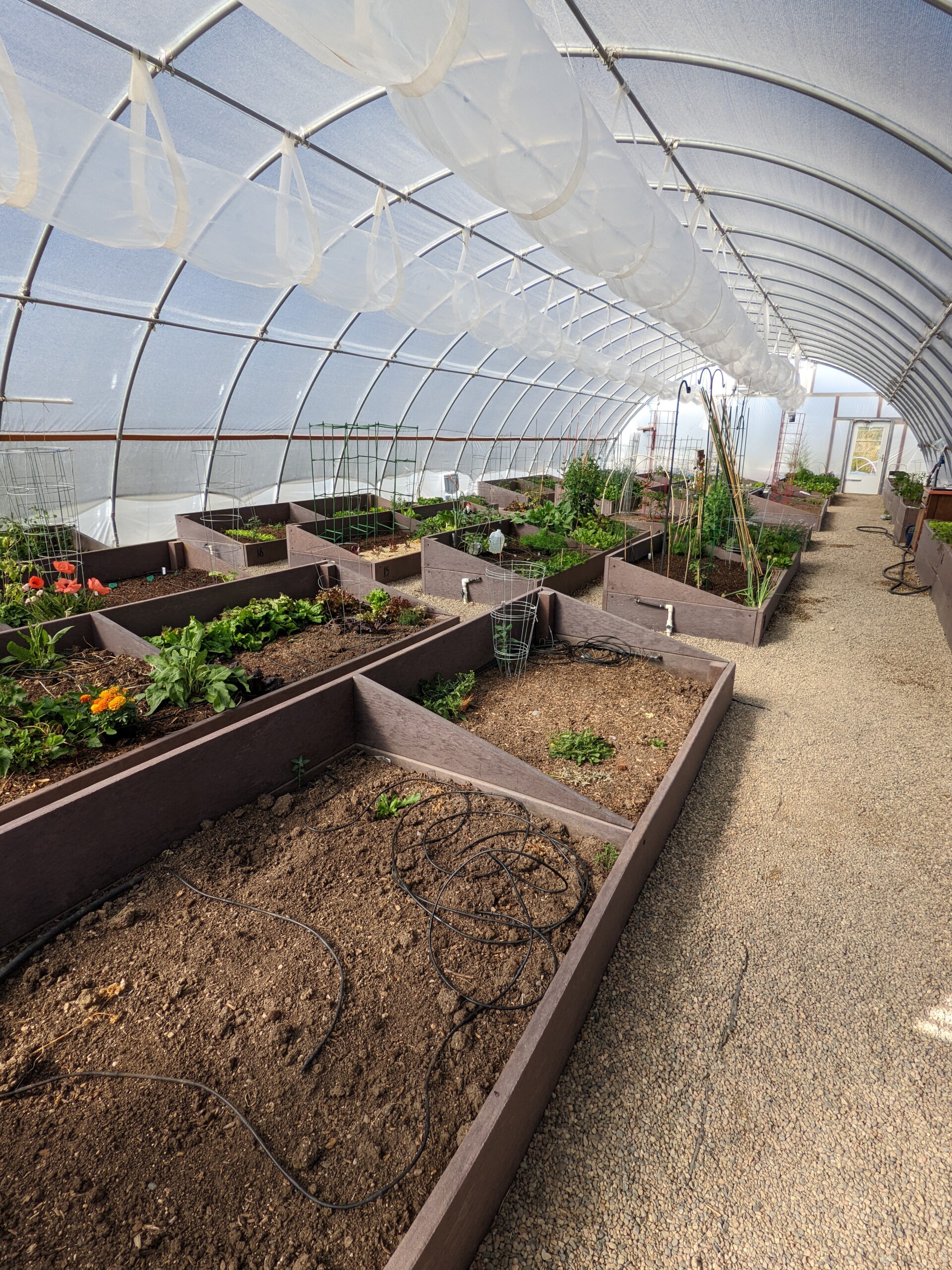 plant boxes in greenhouse